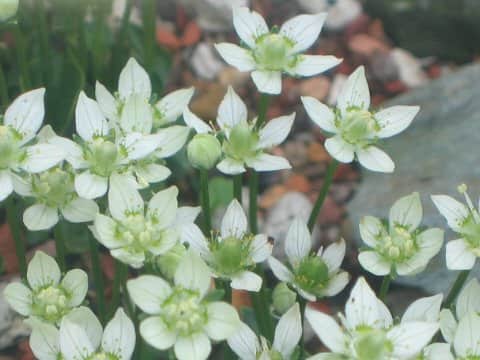 Parnassia palustris var. multiseta f. minima