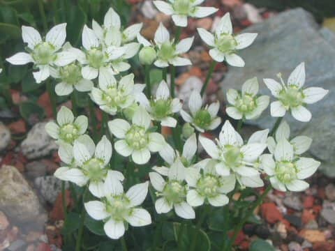 Parnassia palustris var. multiseta f. minima