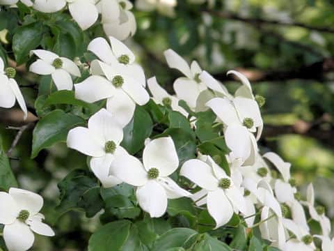 Cornus kousa