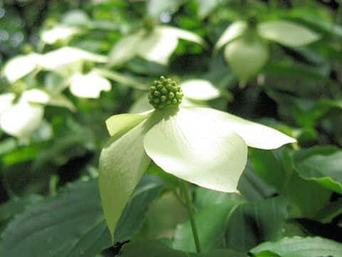 Cornus kousa