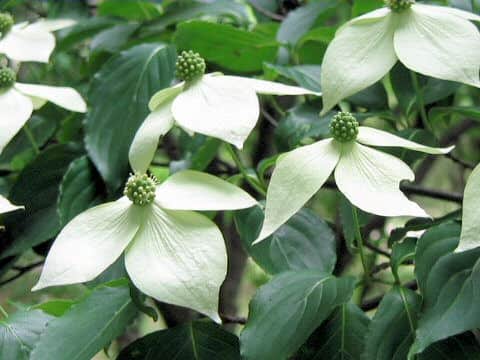 Cornus kousa