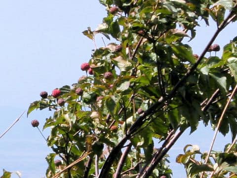 Cornus kousa