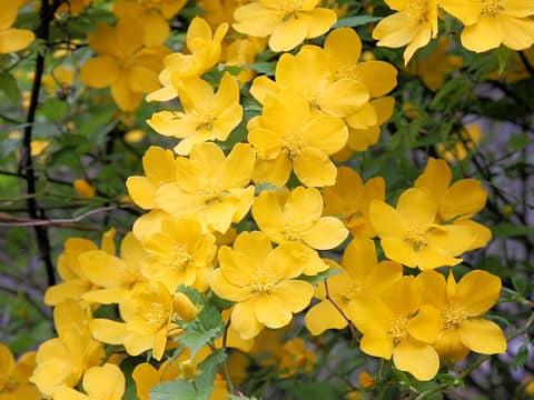 Kerria japonica