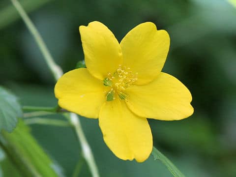 Kerria japonica