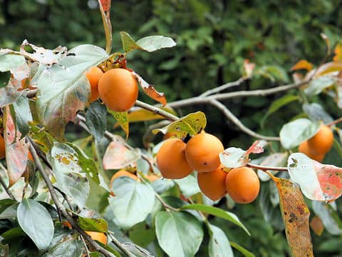 Diospyros kaki var. sylvestris