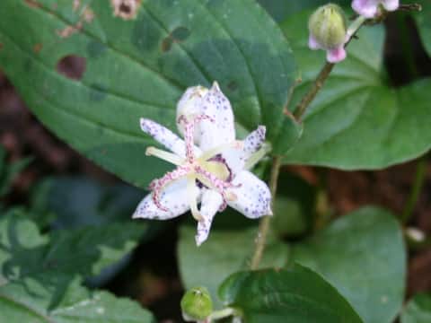 Tricyrtis affinis