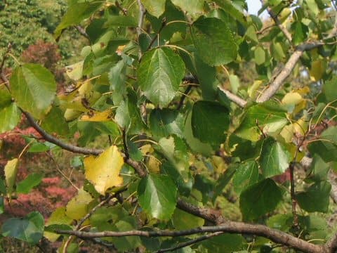 Populus sieboldii