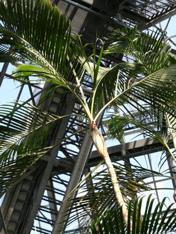 Chrysalidocarpus lutescens