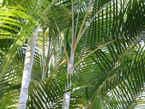 Chrysalidocarpus lutescens