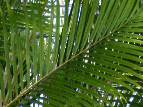 Chrysalidocarpus lutescens