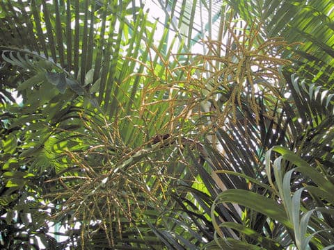 Chrysalidocarpus lutescens