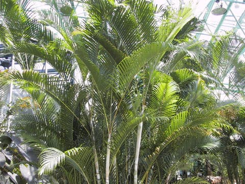 Chrysalidocarpus lutescens