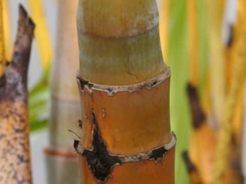 Chrysalidocarpus lutescens