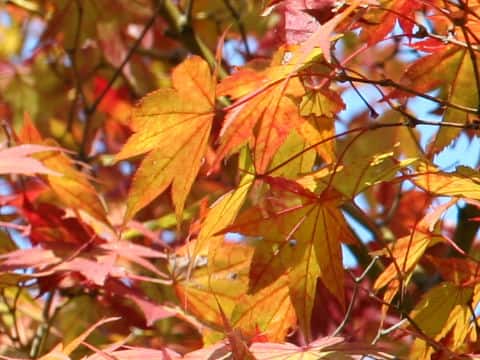 Acer amoenum var. matsumurae