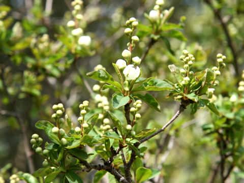 Exochorda serratifolia