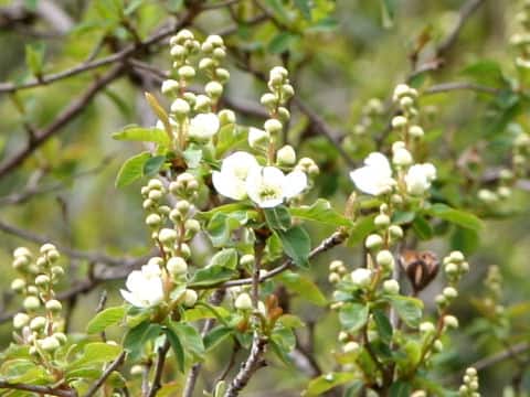 Exochorda serratifolia