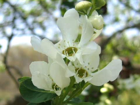 Exochorda serratifolia