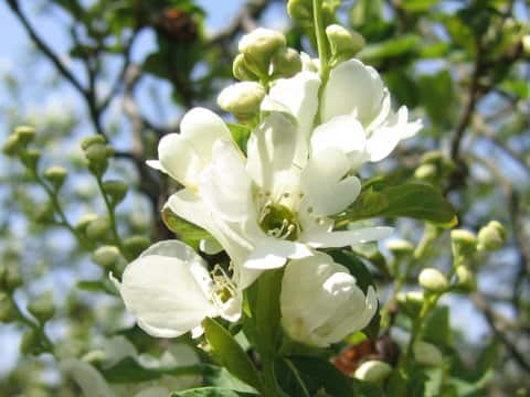 Exochorda serratifolia
