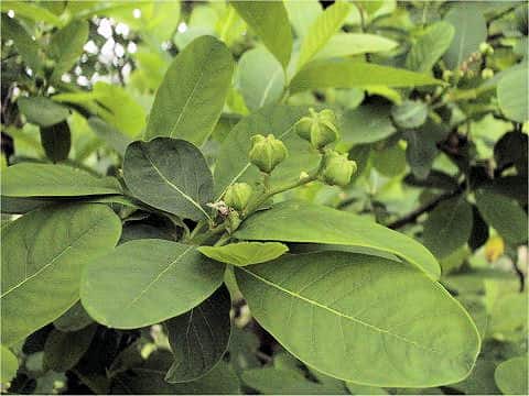 Exochorda serratifolia