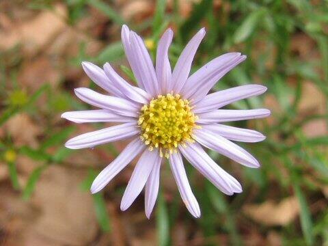 Aster hispidus var. leptocladus