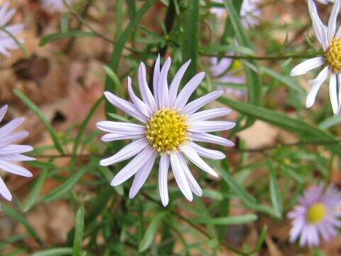 Aster hispidus var. leptocladus