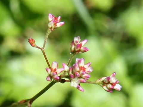 Persicaria nipponensis