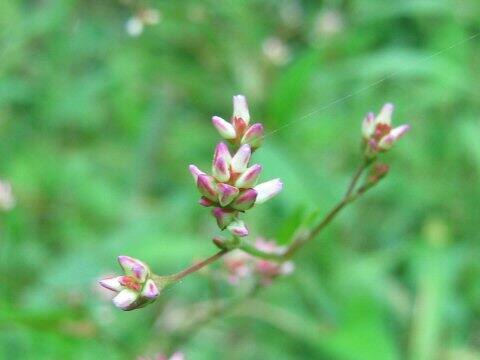Persicaria nipponensis