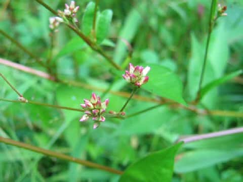 Persicaria nipponensis