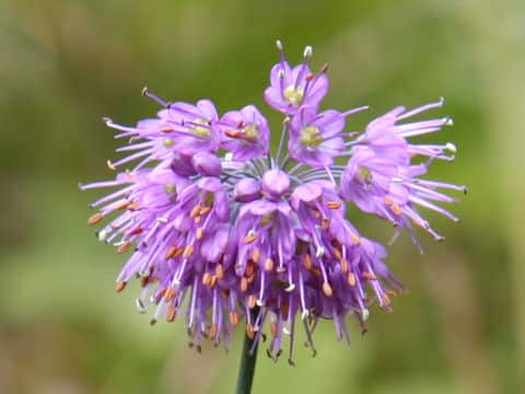 Allium thunbergii