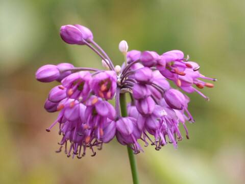 Allium thunbergii
