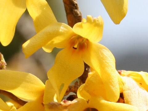 Forsythia japonica
