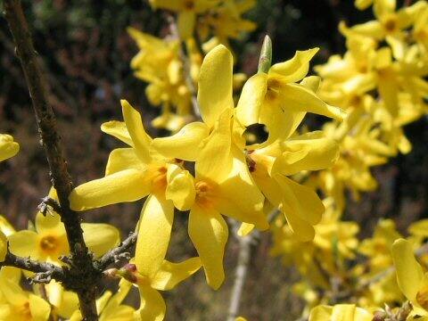 Forsythia japonica