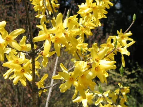Forsythia japonica