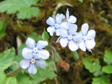 Omphalodes japonica