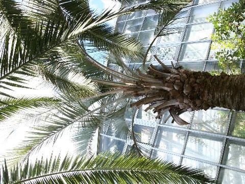 Butia yatay
