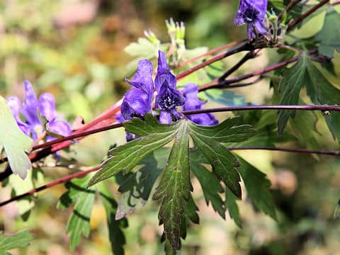 Aconitum japonicum var. montanum