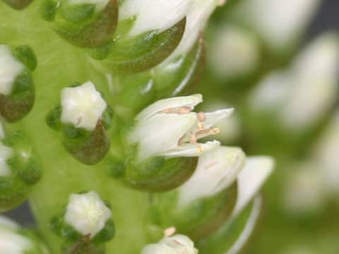 Orostachys japonicus f. polycephalus