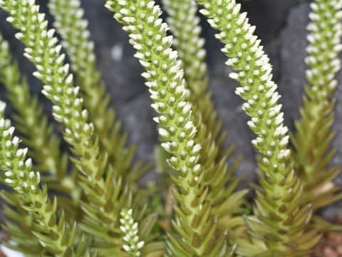 Orostachys japonicus f. polycephalus