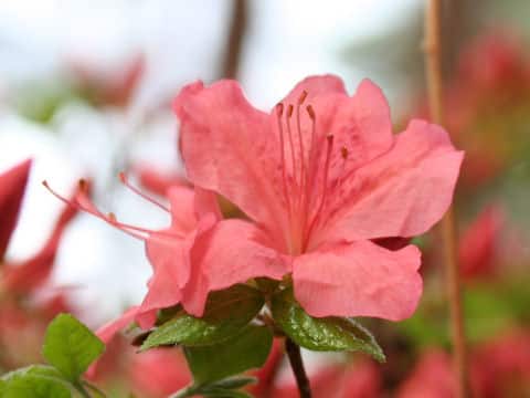 Rhododendron kaempferi