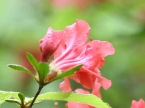 Rhododendron kaempferi
