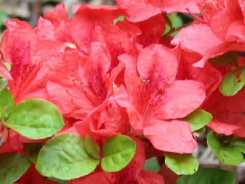 Rhododendron kaempferi