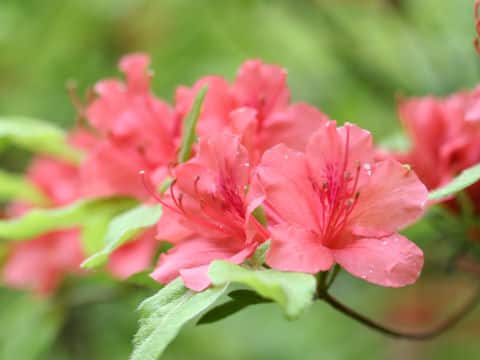 Rhododendron kaempferi