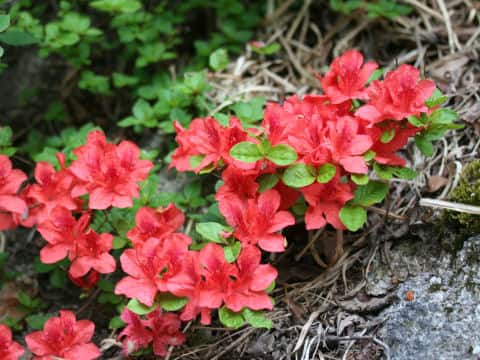 Rhododendron kaempferi