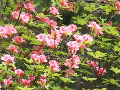 Rhododendron kaempferi