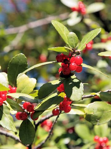 Ilex vomitoria