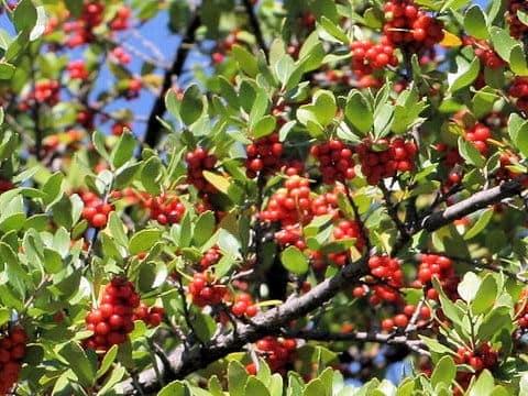 Ilex vomitoria