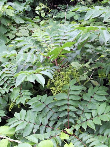 Rhus tricocarpa
