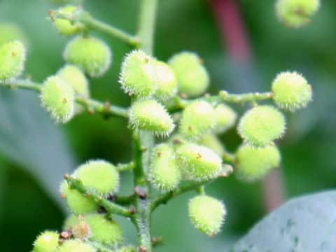 Rhus tricocarpa