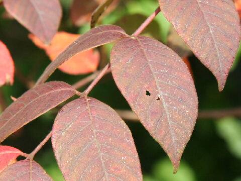 Rhus tricocarpa