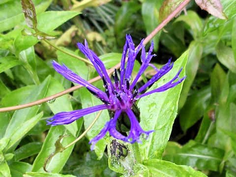 Centaurea montana